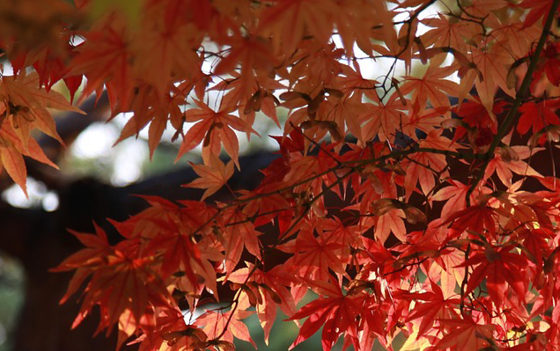 automne solia1 automne solia1