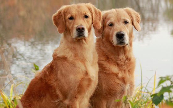 automne solia2 automne solia2