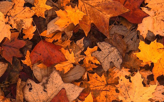 automne solia3 automne solia3